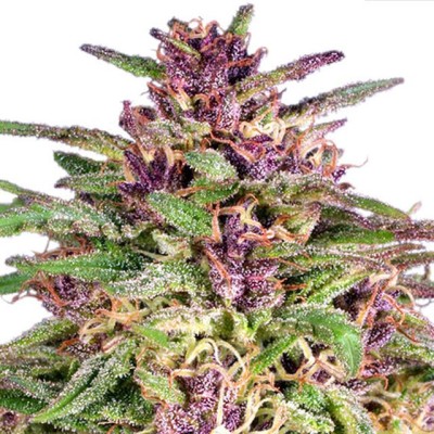 Frisian Dew Dutch Passion