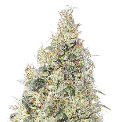 Great White CBD Green House