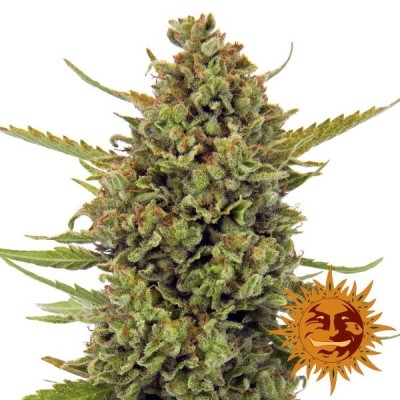 Barneys Farm Acapulco Gold 3 FEM
