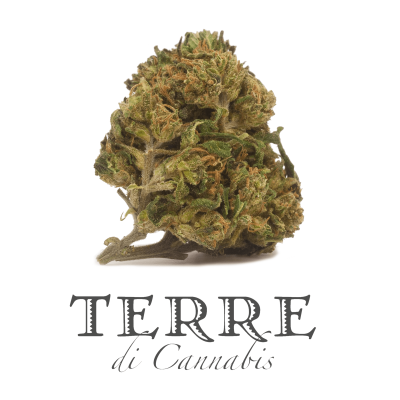 Terre Perla 10gr
