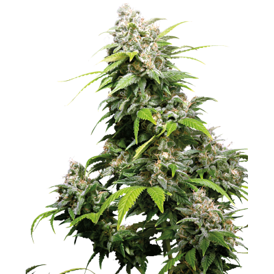 Sensi Seeds California Indica FEM
