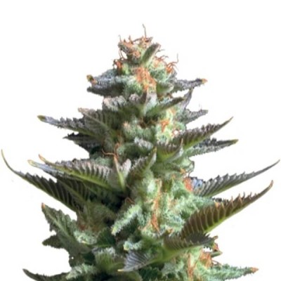 Royal Queen Seeds Amnesia Haze Automatic