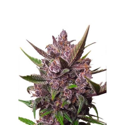 Dutch Passion AUTO Auto Blackberry Kush