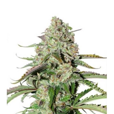 Dutch Passion AUTO Auto Colorado Cookies