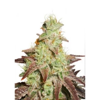 Dutch Passion AUTO Auto Night Queen