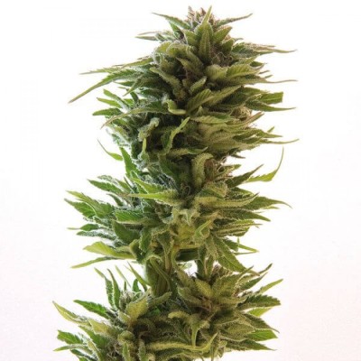 Barneys Farm Amnesia Lemon 1 FEM