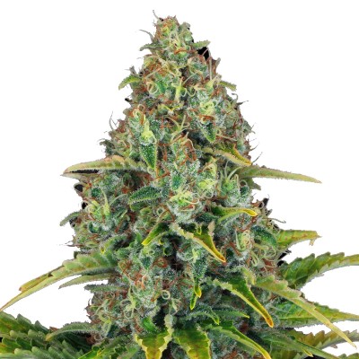 Barneys Farm Blueberry Cheese 3 Auto