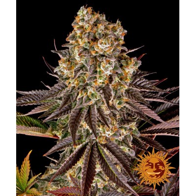 Barneys Farm Gelato #45 FEM