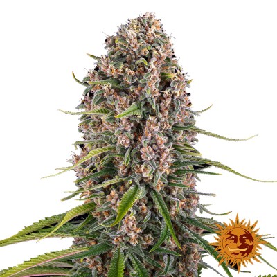 Barney's Farm Blue Cheese FEM 3 Seeds