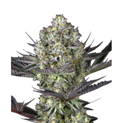 Barneys Farm Dos Si Dos 33 Feminized