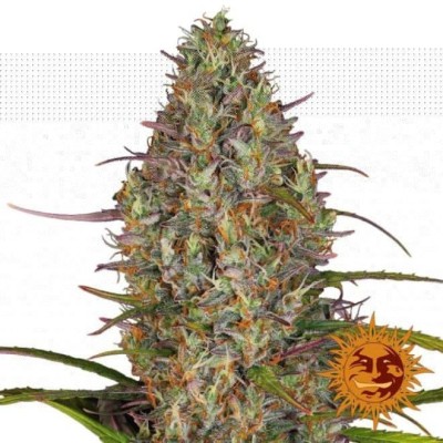 Barneys Farm Gorilla Glue Auto