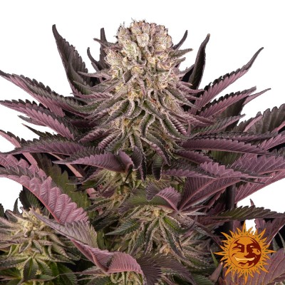 Barney's Farm Mimosa x Orange Punch FEM 3 Seeds