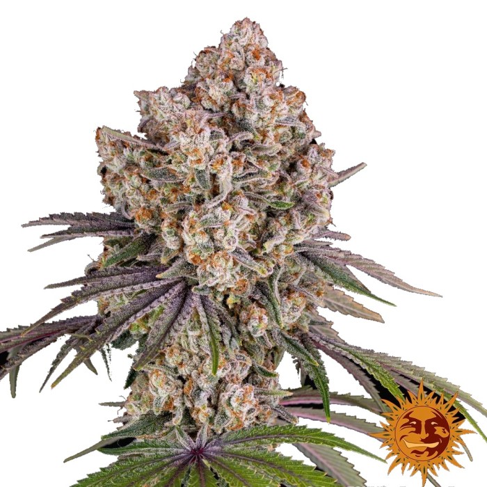 Barney's Farm Sour Diesel FEM 3 Seeds