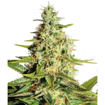 Barneys Farm Wedding Cake Auto