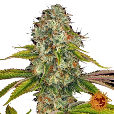Barney's Farm Weding Cake FEM 3 Seeds