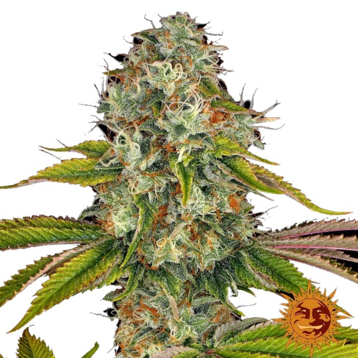 Barney's Farm Weding Cake FEM 3 Seeds