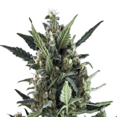 Royal Queen Seeds Blue Cheese Automatic