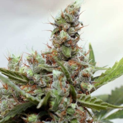 Barneys Farm CBD Blue Shark FEM