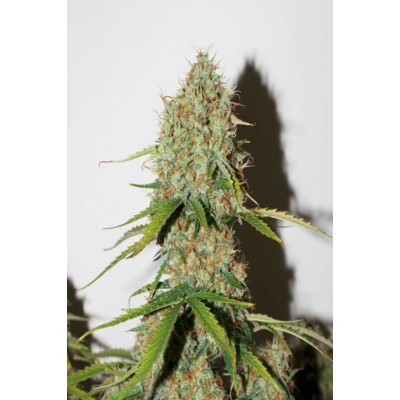 Dutch Passion Auto Brooklyn Sunrise