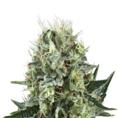 Royal Queen Seeds Bubble Kush Automatic