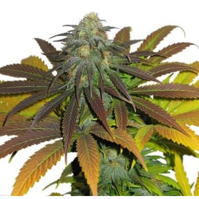 Dutch Passion Californian Orange