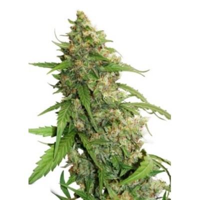 Dutch Passion AUTO Auto CBD Compassion Lime