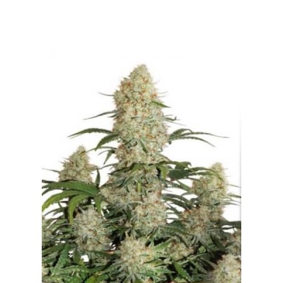 Dutch Passion AUTO Auto Critical Orange Punch