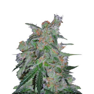 DNA AUTO 60 Day Lemon 