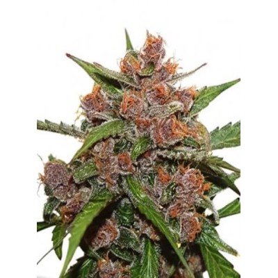 Dutch Passion Auto Frisian Dew 7 Seeds