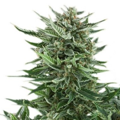 Royal Queen Seeds Easy Bud