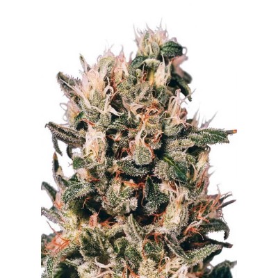 Dutch Passion Euforia