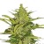 Royal Queen Seeds Fast Eddy Automatic CBD