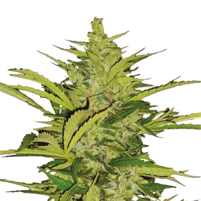 Royal Queen Seeds Fast Eddy Automatic CBD