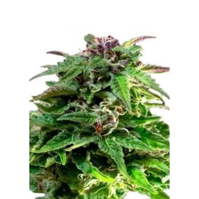 Dutch Passion FEM Forest Dream