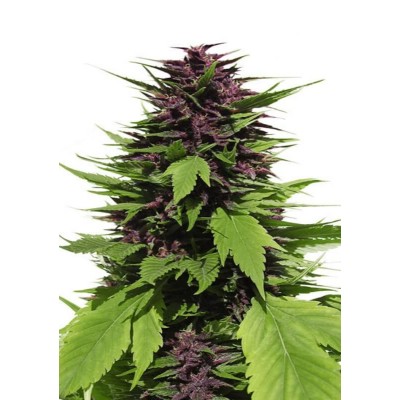 Dutch Passion FEM Frisian Duck