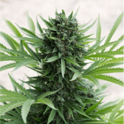 Humboldt Seeds AUTO Sour Diesel