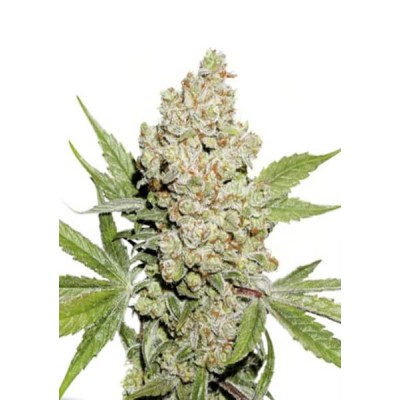 Dutch Passion Auto Lemon Zkittle