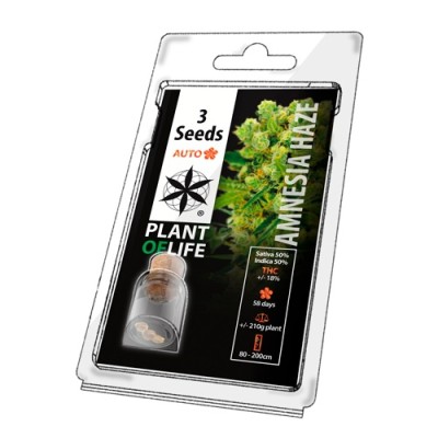 Plant Of Life Amnesia Haze AUTO 3 Seeds