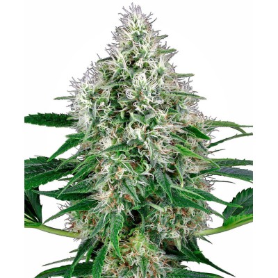 White Label Pure Power Plant Automatic