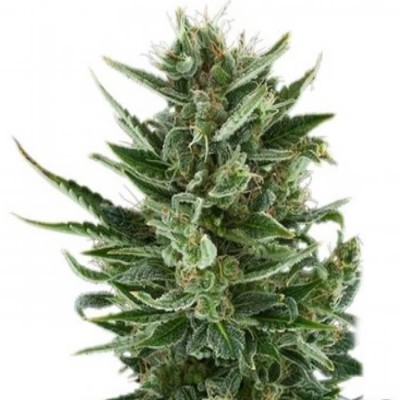 Royal Queen Seeds Quick One