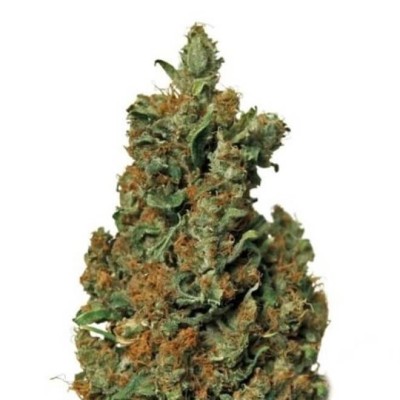 Barneys Farm Red Diesel FEM