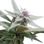 Royal Queen Seeds Royal Bluematic