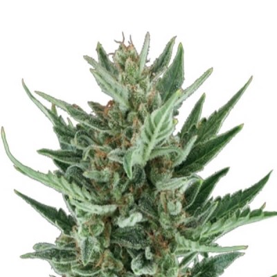 Royal Queen Seeds Royal Cheese Automatic