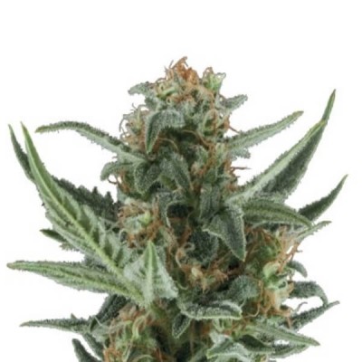 Royal Queen Seeds Royal Dwarf