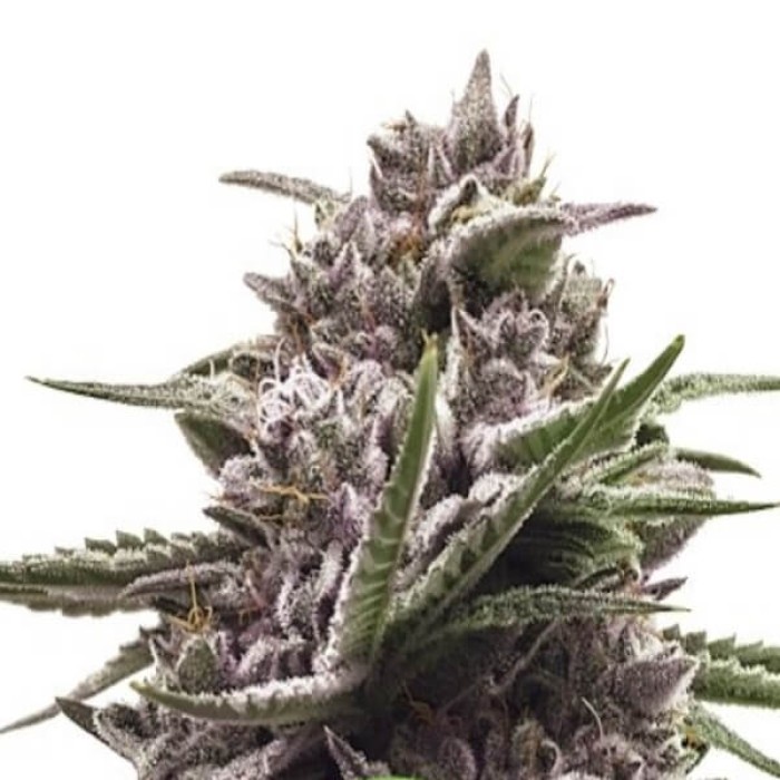 Royal Queen Seeds Royal Gorilla Automatic 