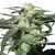 Royal Queen Seeds Royal Haze Automatic