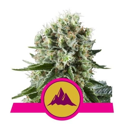 Royal Queen Seeds Critical Kush FEM