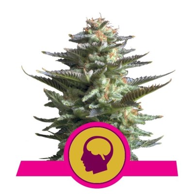 Royal Queen Seeds Amnesia Haze FEM