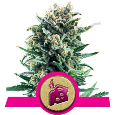 Royal Queen Seeds Blue Cheese FEM