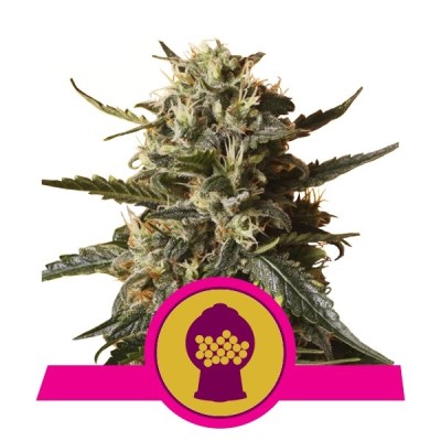 Royal Queen Seeds Bubblegum XL FEM